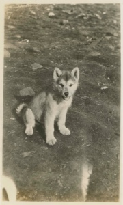 Image: Eskimo [Inughuit] puppy